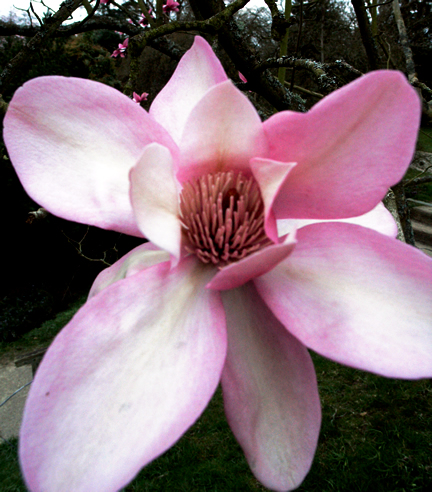 Magnolia X campbellii var mollicomata flw wk.jpg